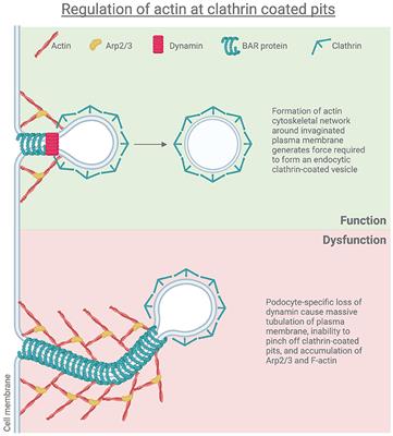 Podocyte Endocytosis in Regulating the Glomerular Filtration Barrier